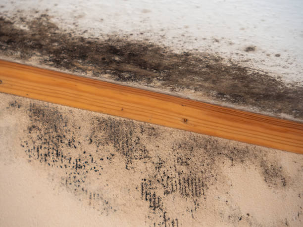 Mold Remediation for Rental Properties in Eclectic, AL