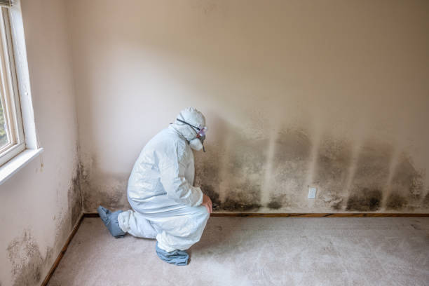Best Asbestos and Lead Testing During Mold Inspection  in Eclectic, AL