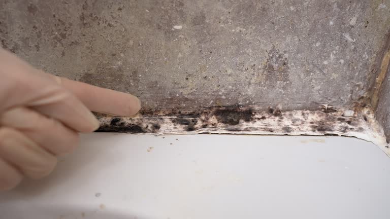 Best Biohazard Mold Removal  in Eclectic, AL